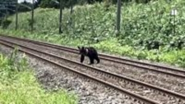 【JR北海道】シカ・クマとの衝突件数が2025年度"過去最多"を記録…ヒグマと衝突した場合は"現場の安全確認"のためハンター手配などに時間を要する場合も