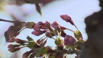 “今年一番の暖かさ”だけど…札幌・函館は『サクラ開花』ならず＿札幌管区気象台17日朝の観測では発表ならず…開花発表は早ければ午後？五稜郭公園でも開花の確認できず〈北海道〉