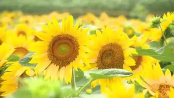 『夏の黄色』が咲き始める「ひまわりまつり」開幕～約23ヘクタールの広大な敷地に200万本！トラクター遊覧車でゆったり楽しめる…ひまわり迷路も人気→見ごろは8月上旬〈北海道北竜町〉