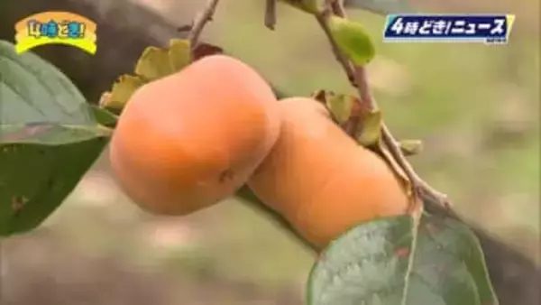 延岡市北方町特産「次郎柿」収穫が最盛期