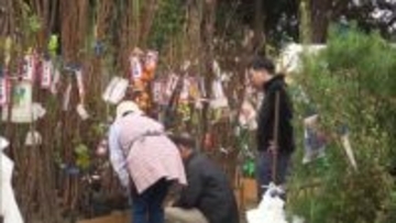 カキやリンゴなど秋冬らしい苗木も　約2500種の花や植木を展示即売　みやざき植木市