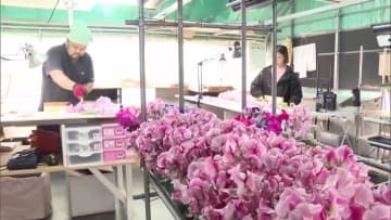 生産量日本一の日南市でスイートピーの収穫始まる　”暑さに強い品種”も