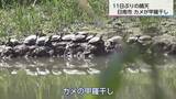 「県内9カ所で夏日　日南市のため池ではカメが甲羅干し」の画像1