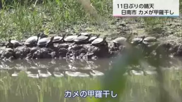 県内9カ所で夏日　日南市のため池ではカメが甲羅干し