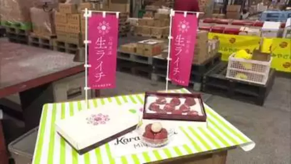 貴重な国産　宮崎でとれた生ライチの初競り　最高値は1ケース9粒入り3万円