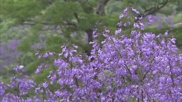 夜はライトアップも　ジャカランダまつり　多くの人でにぎわう