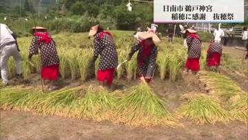豊かな実りに感謝　日南市の鵜戸神宮　御神田で抜穂祭