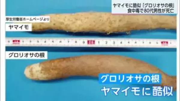 観葉植物「グロリオサ」の根による食中毒 小林市の80代男性が死亡