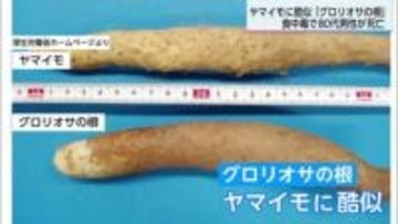 観葉植物「グロリオサ」の根による食中毒 小林市の80代男性が死亡