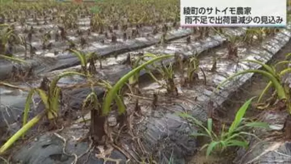 深刻な雨不足　綾町のサトイモ出荷量に影響が出る見込み