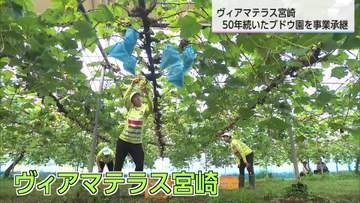 地域に愛されてきたぶどう園を未来につなぐなでしこたち　ヴィアマテラス宮崎の挑戦