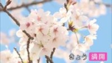 旭化成工場内　満開の桜並木　年に１度の一般公開