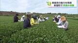 「新茶の季節　新富町で茶摘み体験イベント　新芽の天ぷらや有機米のおにぎりも堪能」の画像1