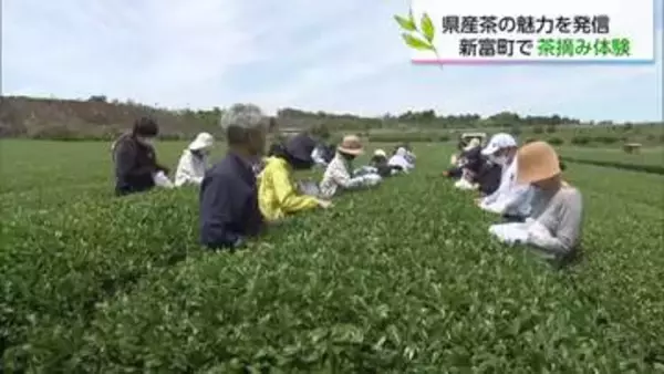 新茶の季節　新富町で茶摘み体験イベント　新芽の天ぷらや有機米のおにぎりも堪能