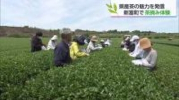 新茶の季節　新富町で茶摘み体験イベント　新芽の天ぷらや有機米のおにぎりも堪能