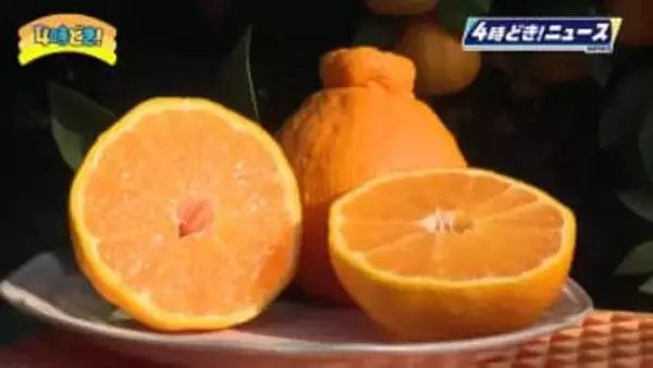 贈答用として人気　ハウス「不知火」の収穫が本格化