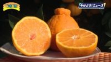 贈答用として人気　ハウス「不知火」の収穫が本格化