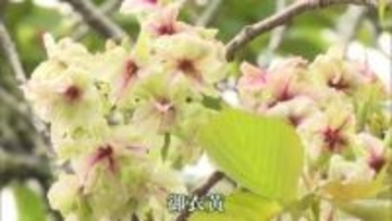 緑色の桜が訪れた人を魅了　　串間市普門寺
