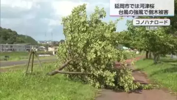 台風6号の強風で…延岡市の桜の名所でも被害　河津桜15本が倒れる
