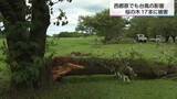 「台風６号による強風　西都原の桜の木が折れる　西都市では６月の観測史上最大風速を記録」の画像1