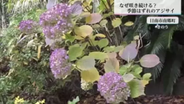 季節外れ！6月から咲き続けるアジサイの花　日南市の民家で1株だけ花をつける