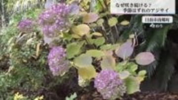 季節外れ！6月から咲き続けるアジサイの花　日南市の民家で1株だけ花をつける