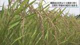 「早場米の収穫始まる　概算金は前年より4割余り下落　農家からは経営不安の声」の画像1
