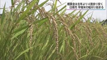 早場米の収穫始まる　概算金は前年より4割余り下落　農家からは経営不安の声
