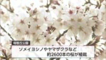 多くの花見客でにぎわう　都城もちお桜まつり