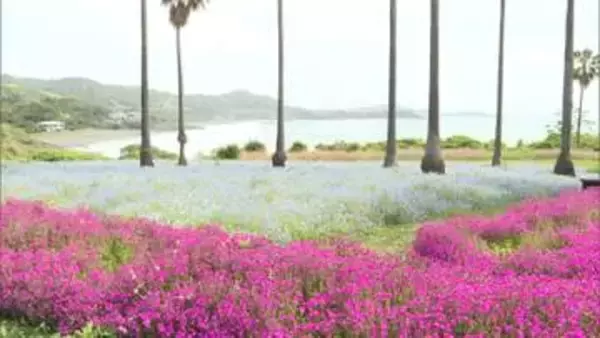 一面に広がる青絨毯 日向市のネモフィラが満開　４月いっぱいまで見頃