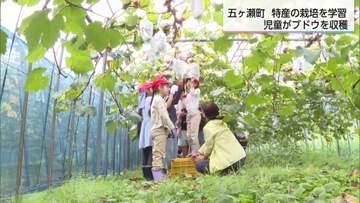 五ヶ瀬町の上組小学校　全校児童でブドウの収穫体験