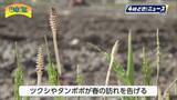 「「啓蟄」日南市で田植え前の「代かき」作業　ツクシやタンポポも春の訪れを告げる」の画像1