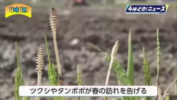 「啓蟄」日南市で田植え前の「代かき」作業　ツクシやタンポポも春の訪れを告げる