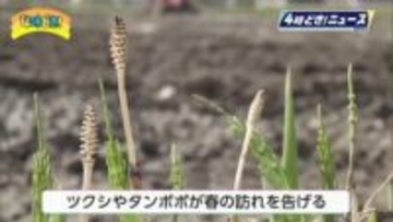 「啓蟄」日南市で田植え前の「代かき」作業　ツクシやタンポポも春の訪れを告げる