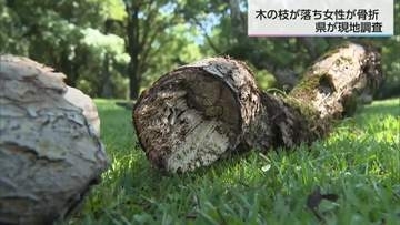 西都原古墳群の広場でクスノキの枝落下　女性が骨折　宮崎県が現地調査