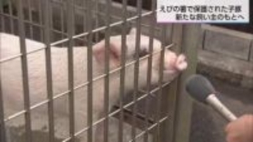えびの警察署員みんなでかわいがっていた”落とし物”の子豚のトントン　新たな飼い主のもとへ