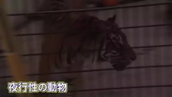 閉園後の動物の生態を観察　フェニックス自然動物園でトワイライトZOOウォッチャー