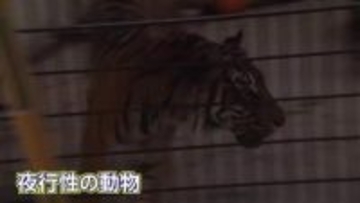 閉園後の動物の生態を観察　フェニックス自然動物園でトワイライトZOOウォッチャー