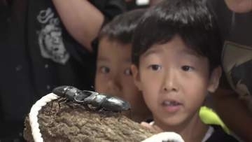 20年以上続く　夏休みの人気イベント　「クワガタムシのすもう大会」