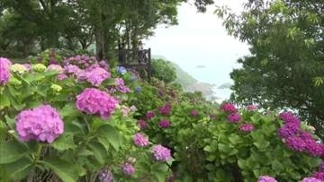 日向灘を望む桃源郷岬　アジサイ200万本が満開に