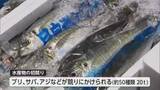 「「県民の皆さんにおいしい魚を」中央卸売市場で初競り　日向灘捕れのブリ、サバ、アジなど並ぶ」の画像1