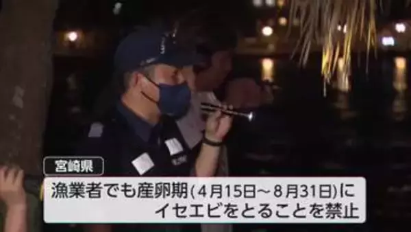 イセエビ漁解禁 宮崎市青島で密漁防ぐ初の合同夜間パトロール 去年の密漁は64件