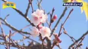 「春が来たような気がします」日南市北郷町で早咲きの桜『日南寒咲一号』咲き始める