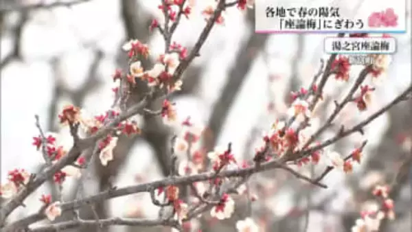 新富町の梅の名所「座論梅」が見頃　家族連れに嬉しいイベントも