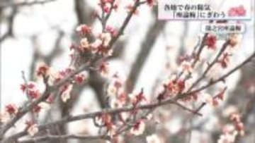 新富町の梅の名所「座論梅」が見頃　家族連れに嬉しいイベントも