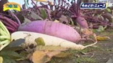 約５００年前から栽培　西都市の伝統野菜「米良大根」　小学生が収穫体験