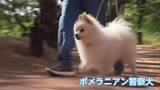 「県警初！ポメラニアンの警察犬も奮闘　宮崎市で警察犬競技会　現場で活躍する「鼻の捜査官」たちが競い合う」の画像1