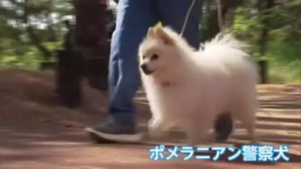 県警初！ポメラニアンの警察犬も奮闘　宮崎市で警察犬競技会　現場で活躍する「鼻の捜査官」たちが競い合う