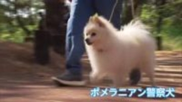 県警初！ポメラニアンの警察犬も奮闘　宮崎市で警察犬競技会　現場で活躍する「鼻の捜査官」たちが競い合う