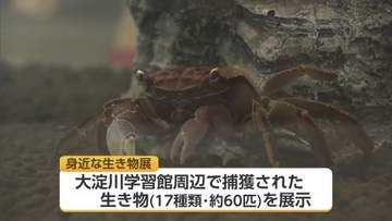 つかまえて育ててみよう！宮崎市大淀川学習館で「身近な生き物展」